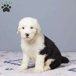 Cheyenne, Old English Sheepdog Puppy